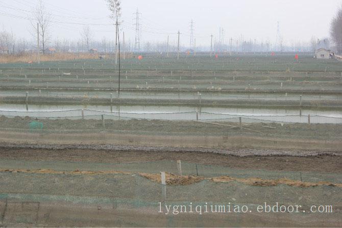 泥鳅养殖网|泥鳅养殖技术|泥鳅养殖|泥鳅价格|泥鳅苗批发|泥鳅苗价格