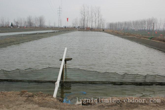 江苏赣榆县泥鳅养殖基地—泥鳅价格、泥鳅苗批发。泥鳅苗养殖厂家