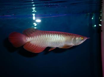 高背红尾金龙-热带鱼批发-大型热带鱼零售