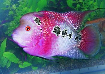 金花罗汉-热带鱼批发-大型热带鱼零售