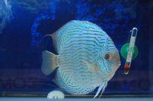 蓝七彩神仙鱼-热带鱼批发-大型热带鱼零售