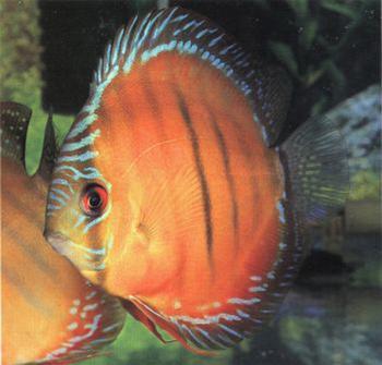 棕七彩神仙鱼-热带鱼批发-大型热带鱼零售