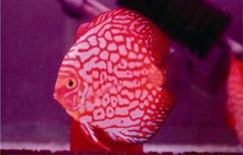 鸽子红七彩神仙-热带鱼批发-大型热带鱼零售
