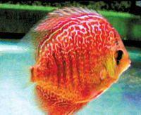 红点(喷点)蛇纹七彩神仙-热带鱼批发-大型热带鱼零售