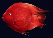 红元宝-热带鱼批发-大型热带鱼零售