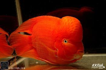 红财神-热带鱼价格-大型热带鱼零售