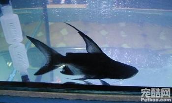 成吉思汗鲨-热带鱼批发-大型热带鱼零售
