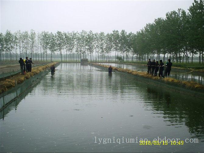 江苏泥鳅养殖基地-泥鳅苗养殖厂家-泥鳅苗厂家