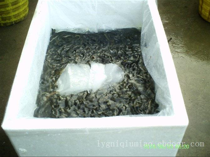 连云港泥鳅苗价格-泥鳅苗养殖资料-泥鳅苗养殖前景-泥鳅苗养殖技术
