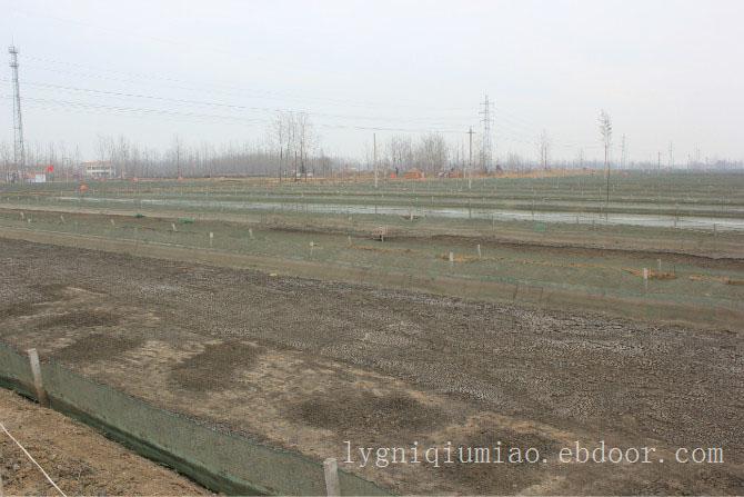 江苏泥鳅养殖技术-泥鳅|泥鳅养殖方法-怎样养泥鳅-泥鳅养殖中心厂家