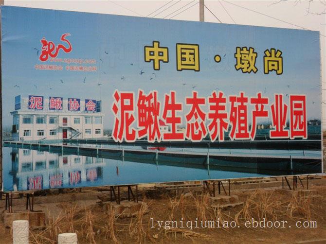 江苏赣榆泥鳅养殖技术、泥鳅苗养殖技术泥鳅苗厂家批发