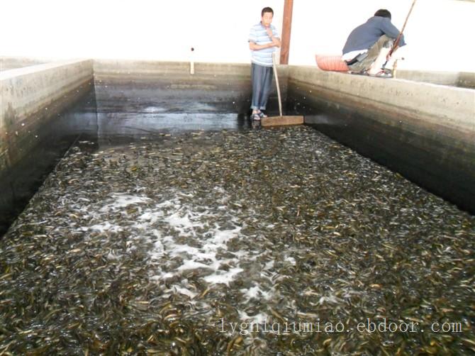 江苏连云港泥鳅苗批发、泥鳅苗价格、泥鳅苗厂家。水花苗、寸苗养殖技术