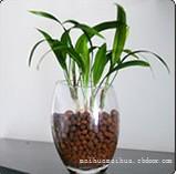 小棕竹(水培)