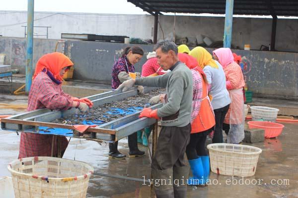 江苏赣榆泥鳅养殖—泥鳅苗养殖技术—泥鳅养殖技术—泥鳅苗养殖基地