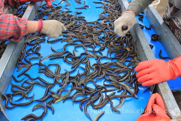 江苏赣榆泥鳅养殖—连云港泥鳅苗养殖基地专业泥鳅养殖基地泥鳅苗价格