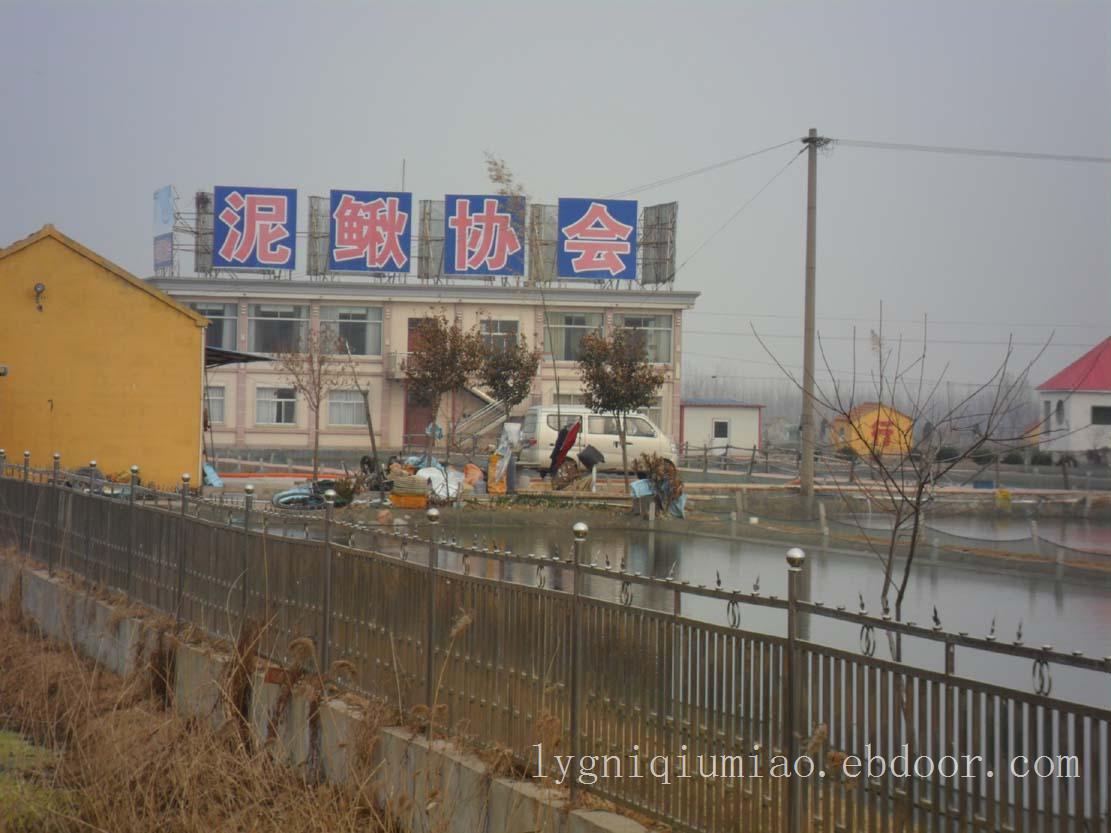 江苏泥鳅苗养殖基地泥鳅苗养殖技术墩尚专业泥鳅苗养殖技术