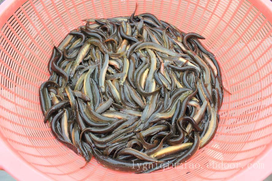 赣榆泥鳅苗养殖基地墩尚专业泥鳅苗养殖技术泥鳅苗水花苗寸苗养殖基地