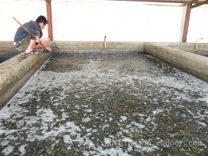 江苏泥鳅苗养殖技术江苏泥鳅养殖基地专业泥鳅苗养殖技术