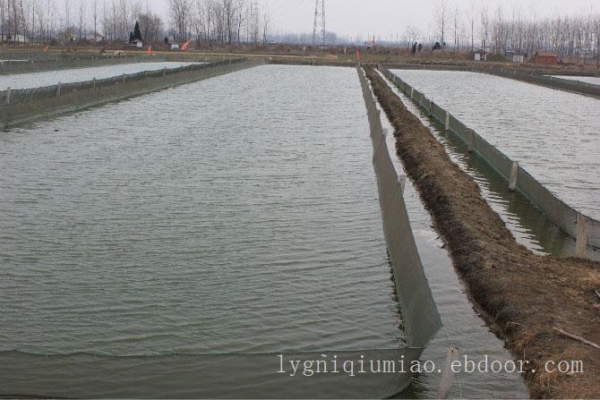 赣榆泥鳅苗养殖基地墩尚泥鳅养殖基地专业泥鳅苗养殖技术