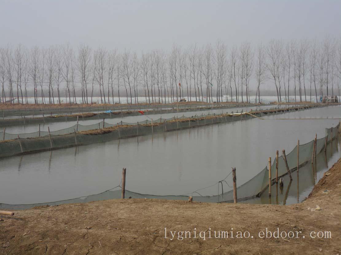 赣榆泥鳅苗养殖基地泥鳅苗批发厂家泥鳅苗价格水花苗寸苗泥鳅养殖技术免费