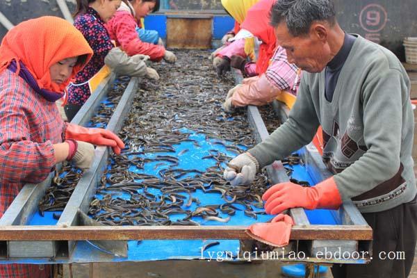 江苏赣榆泥鳅养殖视频—连云港泥鳅养殖产业园