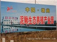 赣榆泥鳅苗批发厂家/赣榆泥鳅苗厂