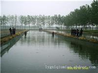 赣榆泥鳅苗批发价格/赣榆泥鳅苗销售
