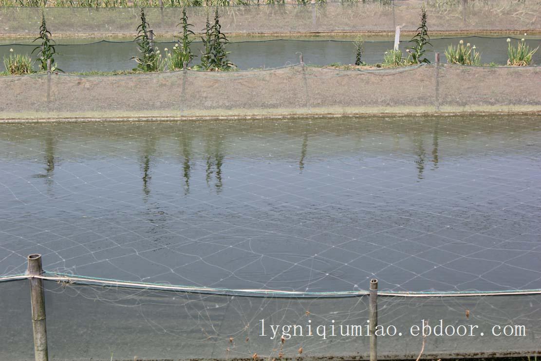 供应赣榆泥鳅苗/赣榆泥鳅苗养殖价格