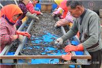 赣榆泥鳅苗繁殖/赣榆泥鳅苗批发价