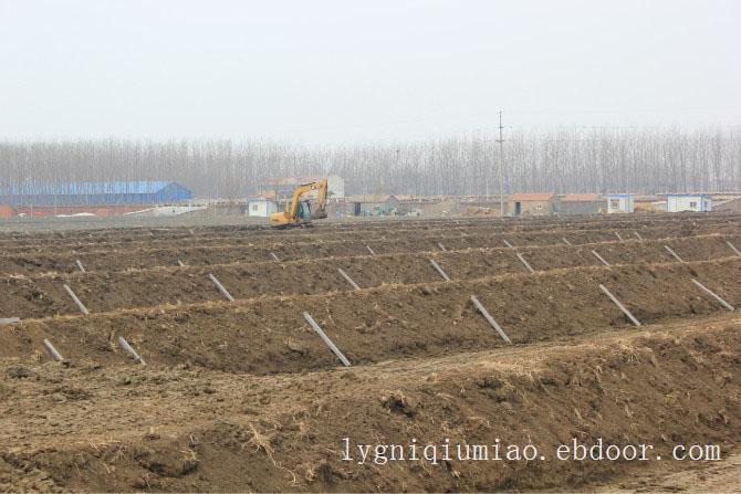 赣榆泥鳅苗繁殖基地/赣榆泥鳅苗养殖前景