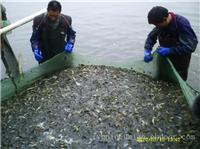 江苏泥鳅苗批发厂家、连云港泥鳅养殖基地