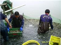 江苏泥鳅养殖基地，赣榆墩尚泥鳅苗批发厂家水花苗寸苗泥鳅养殖技术