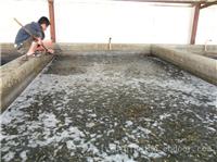 连云港赣榆墩尚泥鳅苗养殖基地、江苏泥鳅养殖前景泥鳅养殖利润