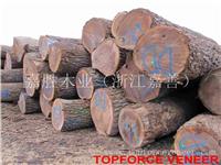 江苏昆山美国黑胡桃原木 JiangSu KunSan American Walnut Veneer Log / Saw Logs