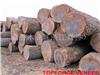 江苏昆山美国黑胡桃原木 JiangSu KunSan American Walnut Veneer Log / Saw Logs