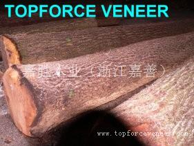 江苏昆山美国黑胡桃原木 JiangSu KunSan American Walnut Veneer Log / Saw Logs