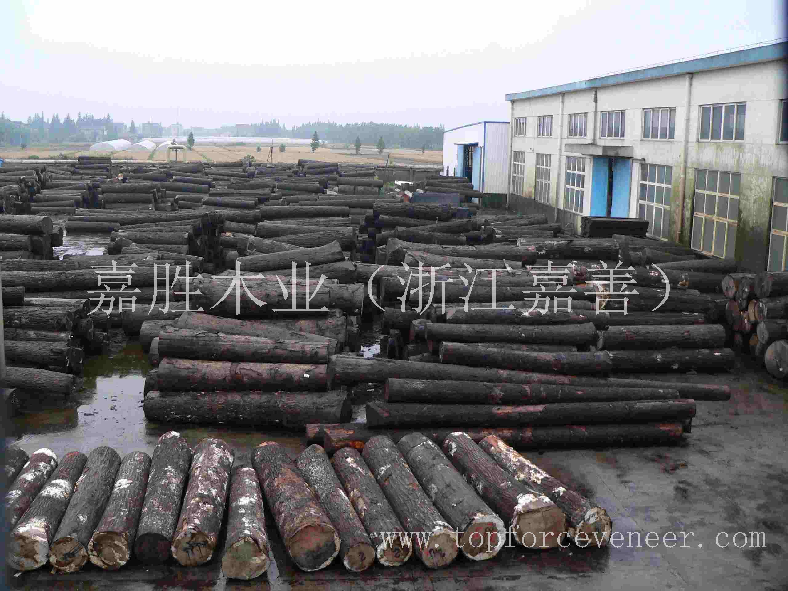 江苏苏州张家港美国黑胡桃原木 JiangSu SuZhou ZhangJiaGang American Walnut Veneer Log / Saw Log-嘉胜木