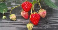 崇明摘草莓