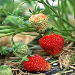 白鹤草莓基地_白鹤草莓园