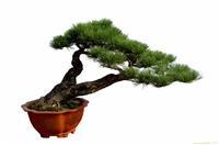罗汉松_上海植物租赁