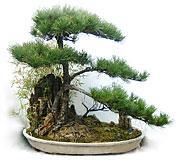 迎客松_上海办公室植物租赁