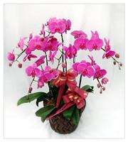 蝴蝶兰_办公室植物盆栽风水
