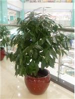玉桂_上海办公室植物养护