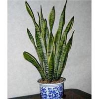 虎尾兰_办公室盆栽植物租摆