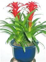 丹尼斯_上海办公室植物租赁