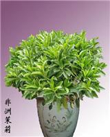 非洲茉莉_上海办公室植物摆放