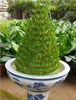开运竹_上海绿色植物租赁