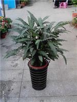 紫背竹芋_上海绿植租赁租摆公司
