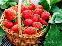 上海草莓采摘_上海摘草莓