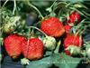 上海哪里有摘草莓_上海休闲农家乐网